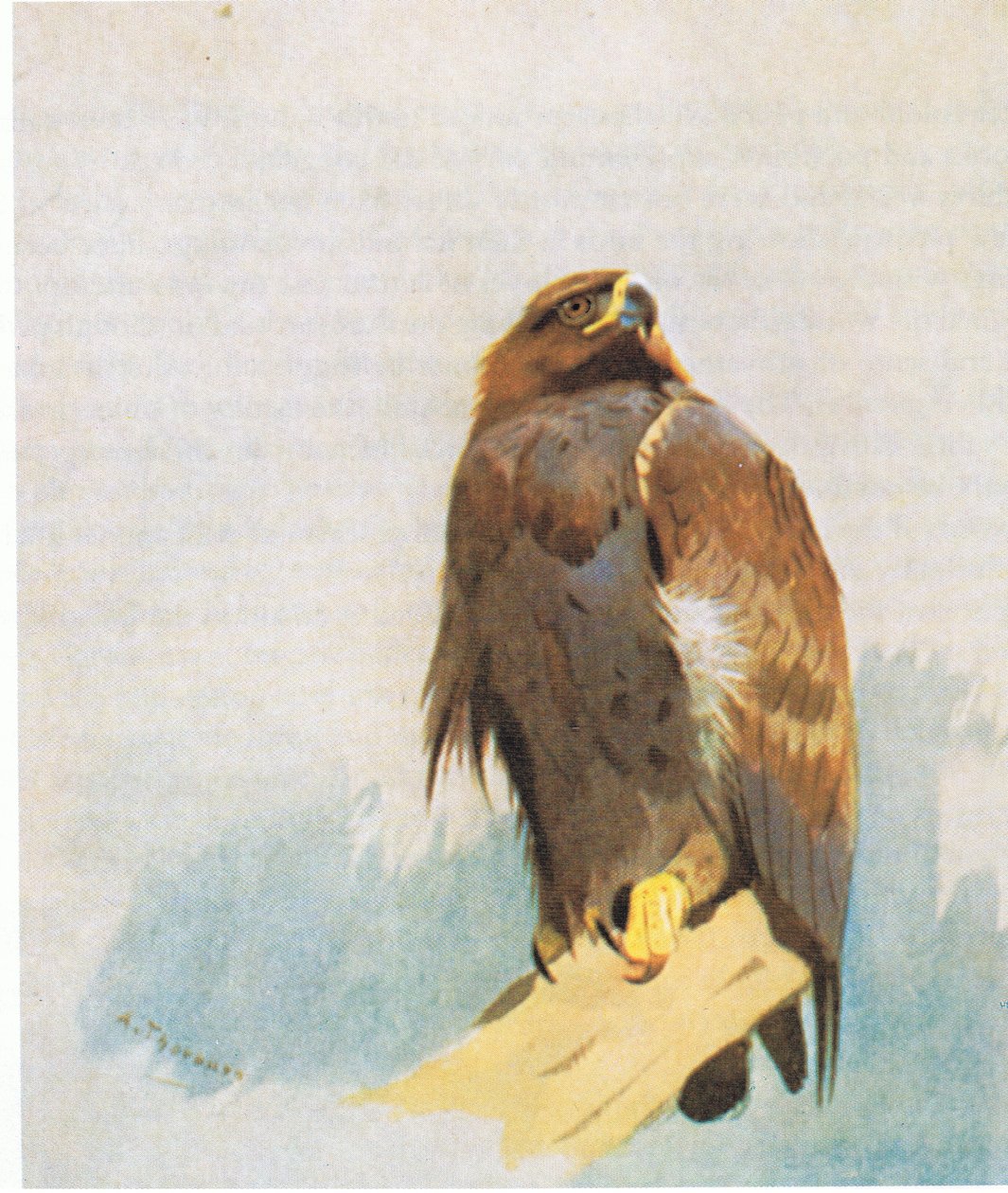 Golden Eagle-studier, pub. av Book Club Associates, 1972 av Archibald Thorburn