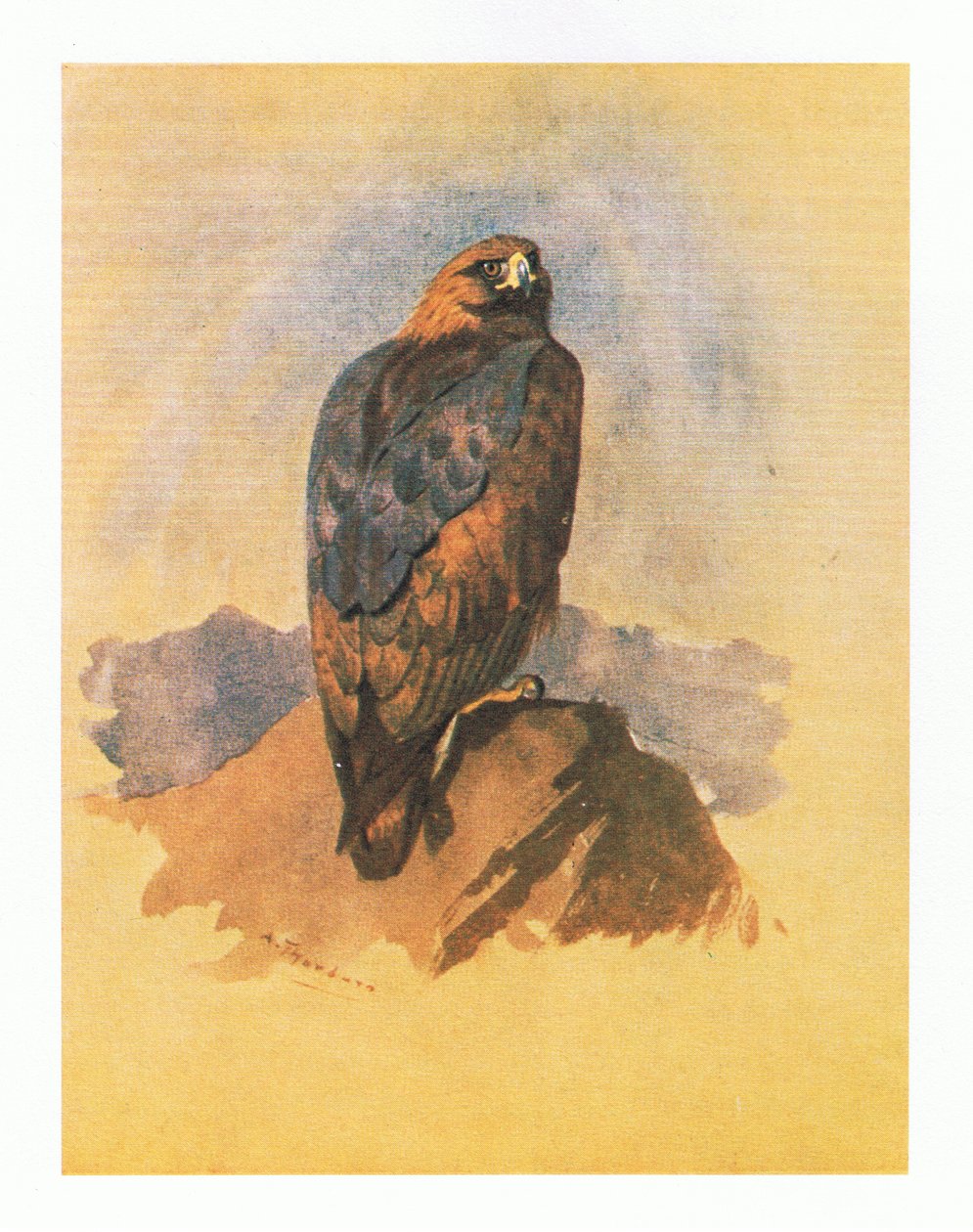 Golden Eagle-studier, pub. av Book Club Associates, 1972 av Archibald Thorburn