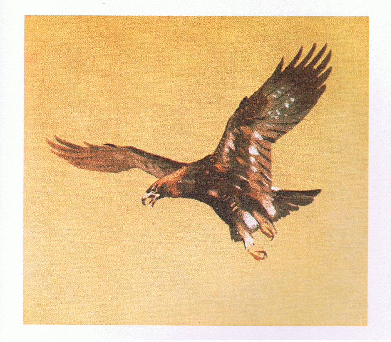 Golden Eagle-studier, pub. av Book Club Associates, 1972 av Archibald Thorburn