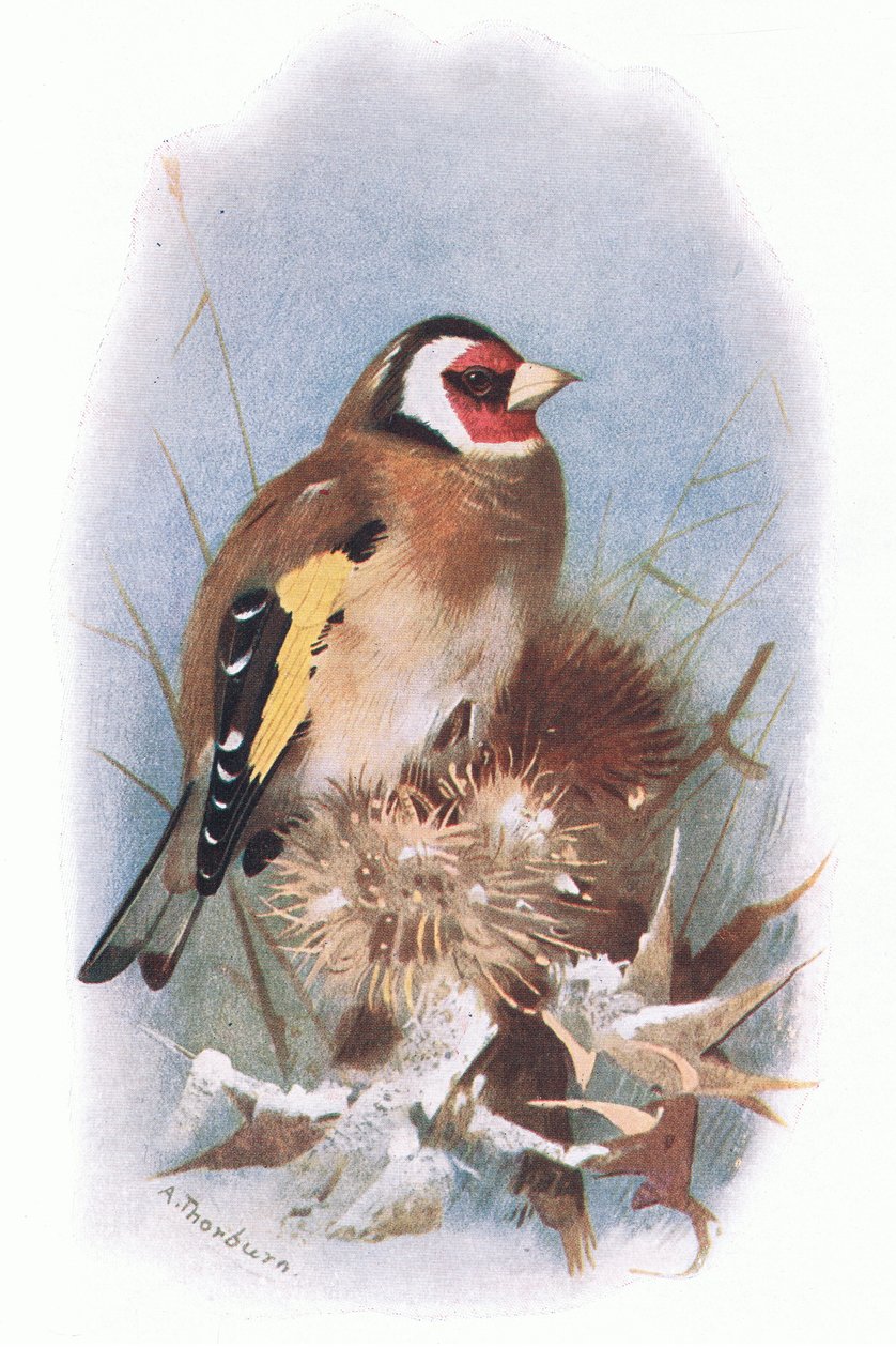 Goldfinch, fra British Birds utgitt av Longmans, 1932 av Archibald Thorburn