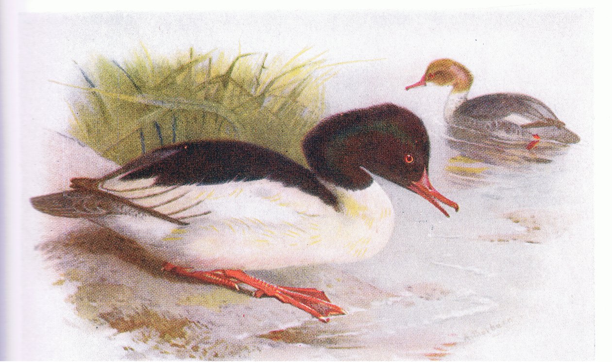 Gåsand av Archibald Thorburn