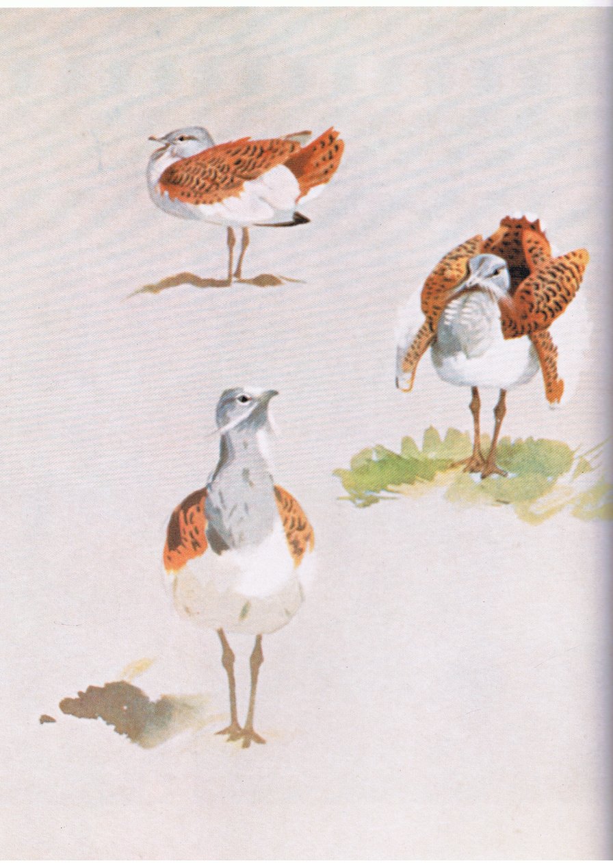 Great Bustard, pub. av Book Club Associates, 1972 av Archibald Thorburn