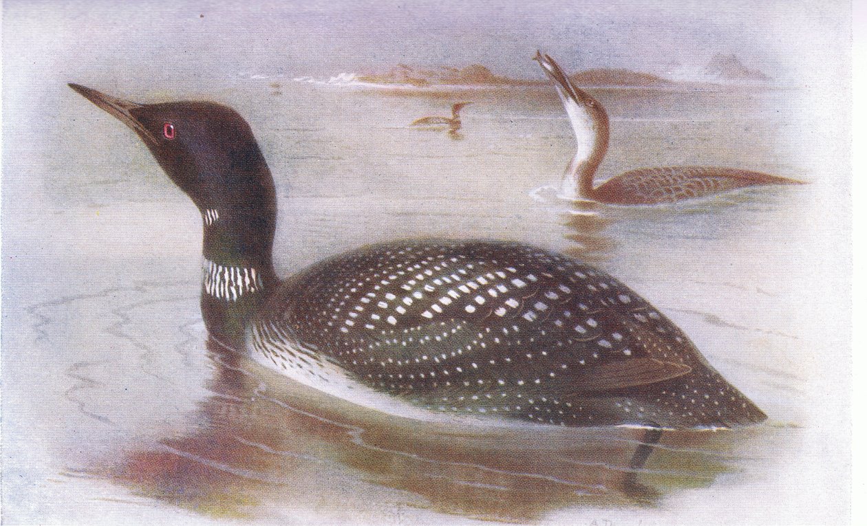 Great Northern Diver av Archibald Thorburn