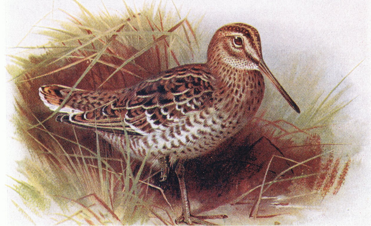 Great Snipe, fra Birds of the British Isles and Their Eggs utgitt av Frederick Warne & Co Ltd, 1958 av Archibald Thorburn