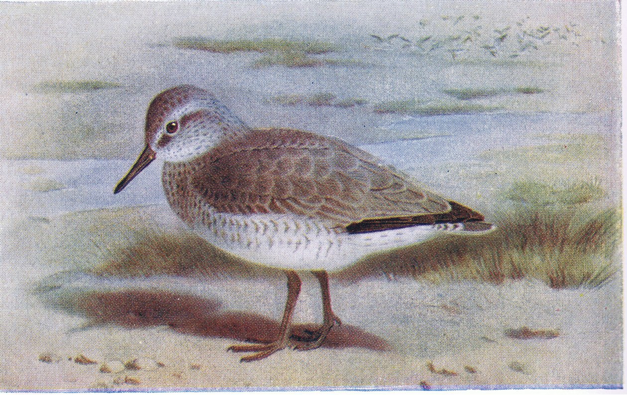 Knot, fra Birds of the British Isles and Their Eggs utgitt av Frederick Warne & Co Ltd, 1958 av Archibald Thorburn