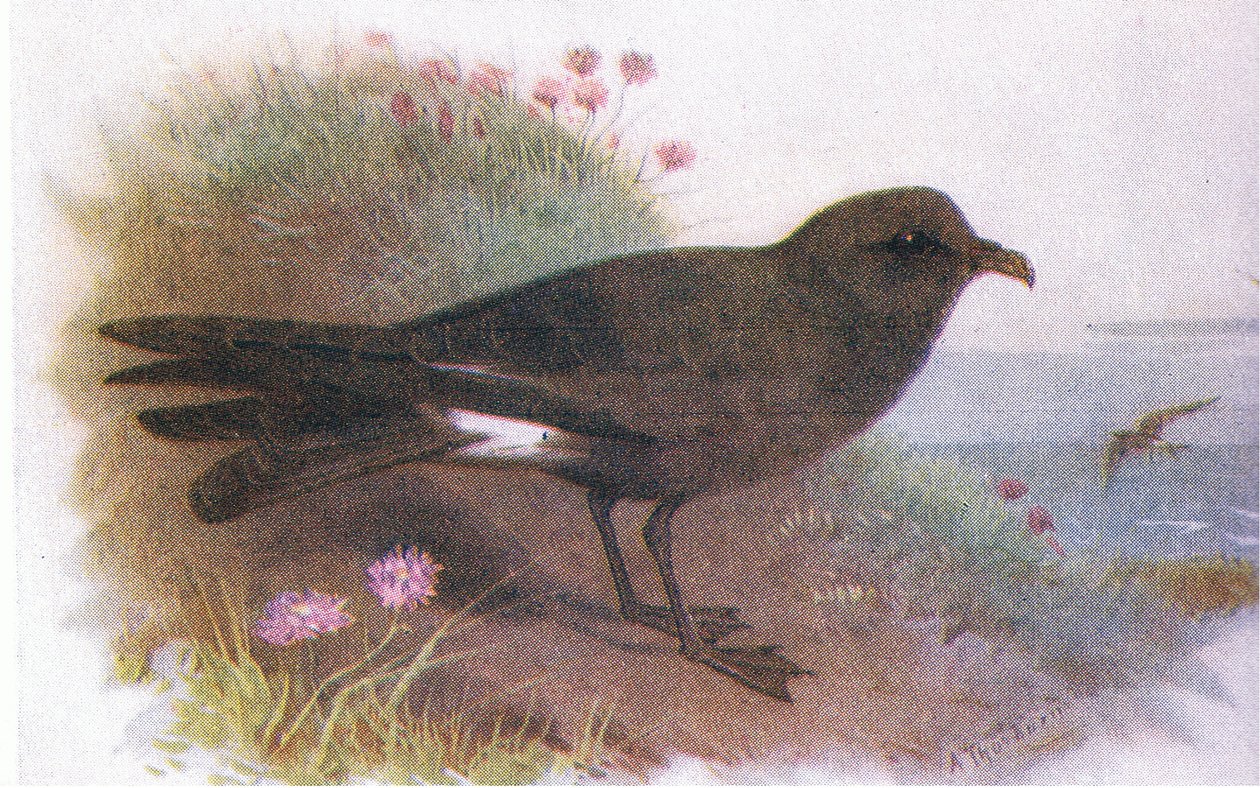 Leachs petrel av Archibald Thorburn