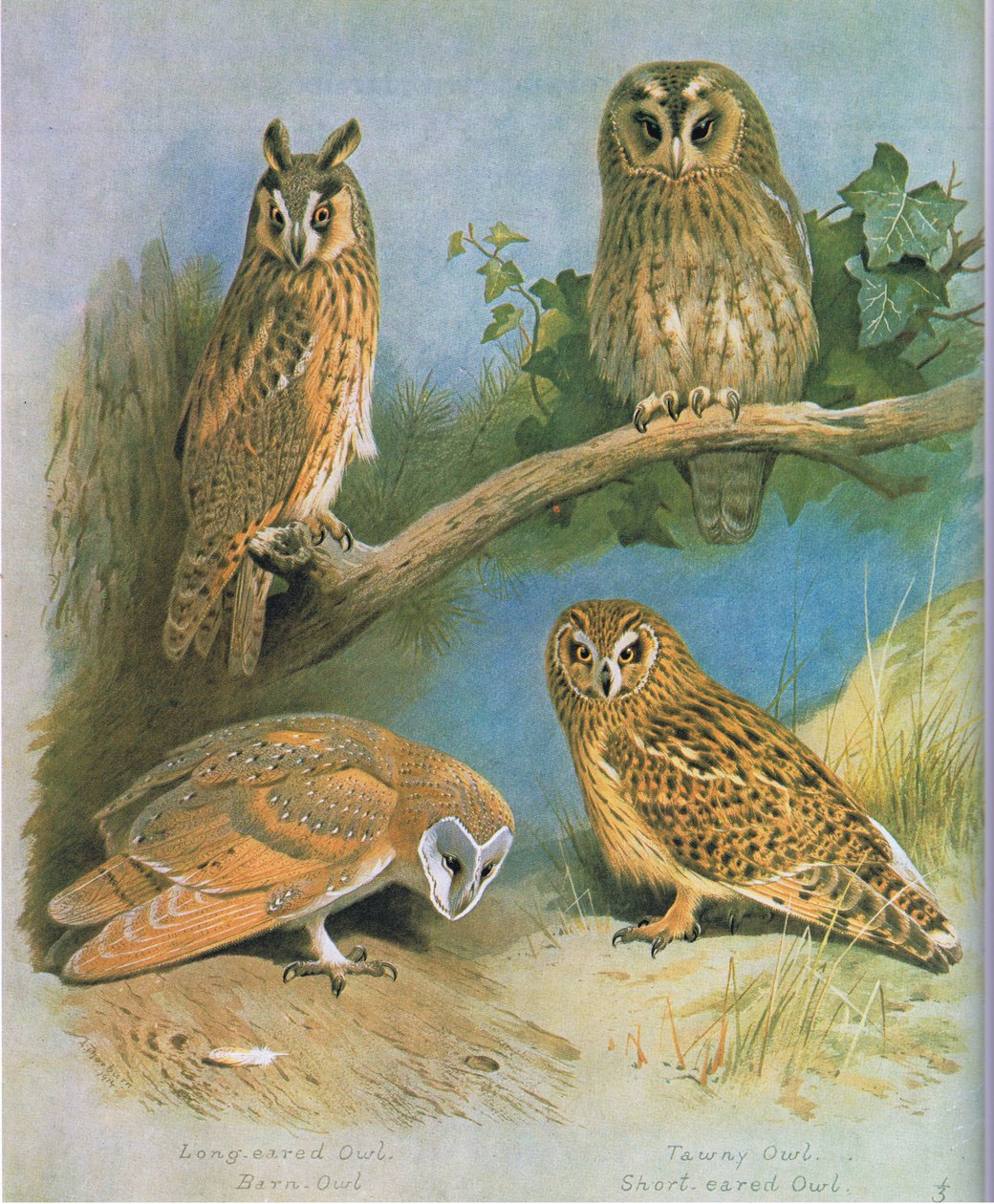 Langøreugle, Løvugle, Tawny Owl, Short Eared Owl, pub. av Book Club Associates, 1972 av Archibald Thorburn