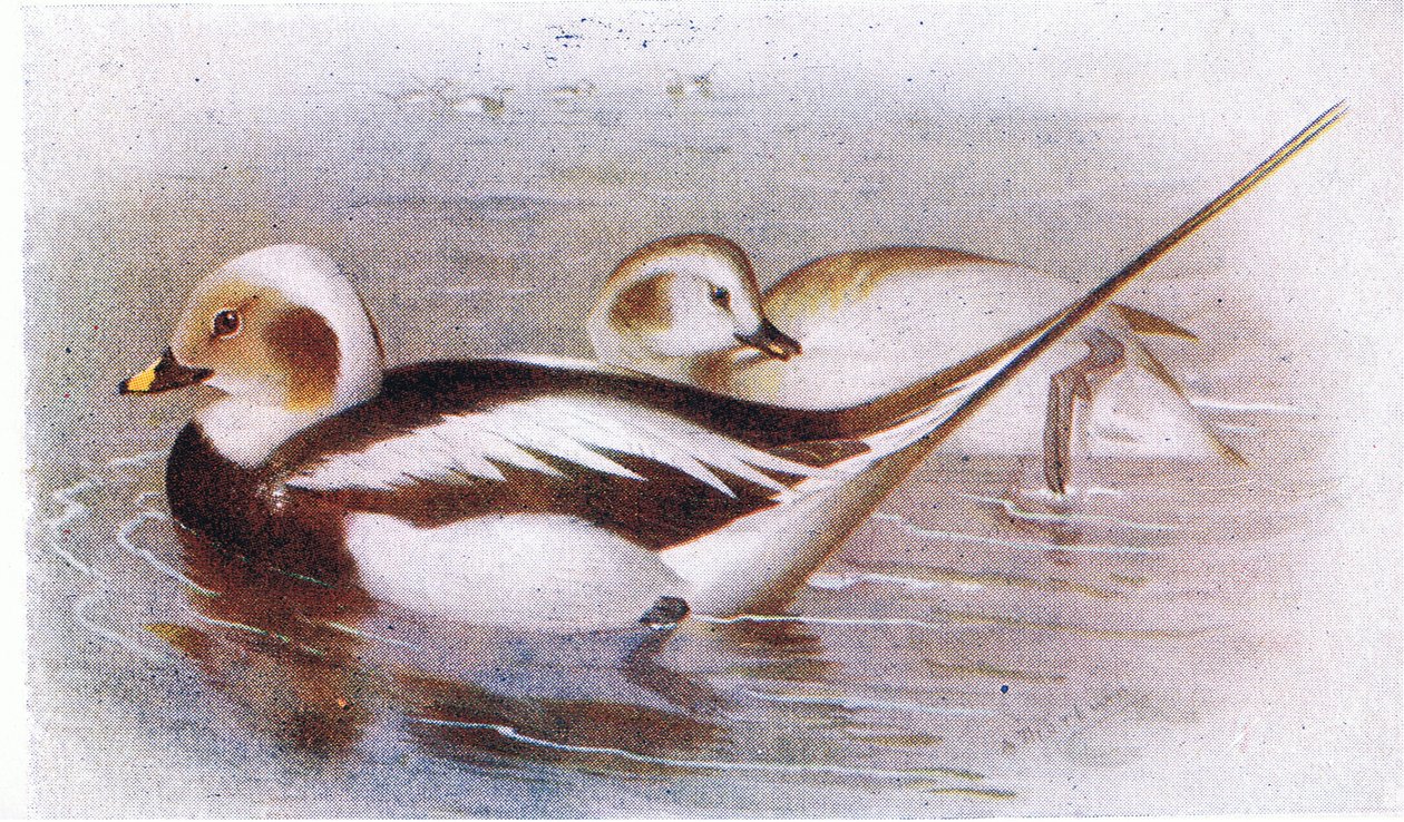 Langhaleand av Archibald Thorburn