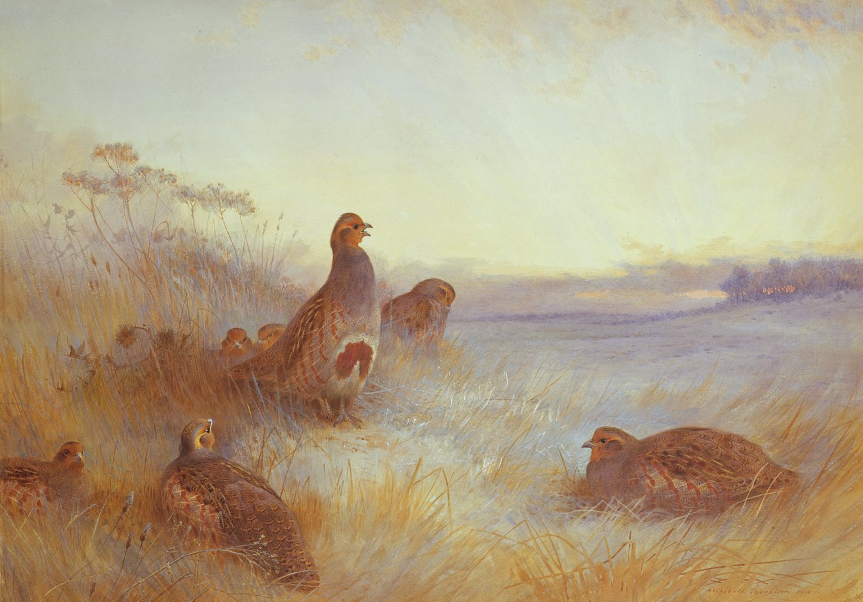 Rapphøns tidlig om morgenen, 1910 av Archibald Thorburn