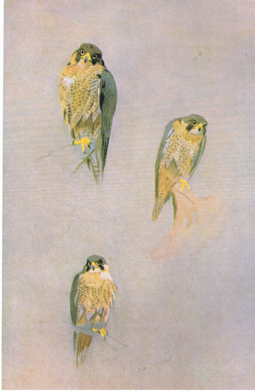 Peregrine Falcon Studies, pub. av Book Club Associates, 1972 av Archibald Thorburn