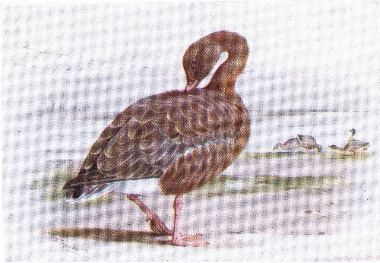 Rosa fotgås av Archibald Thorburn