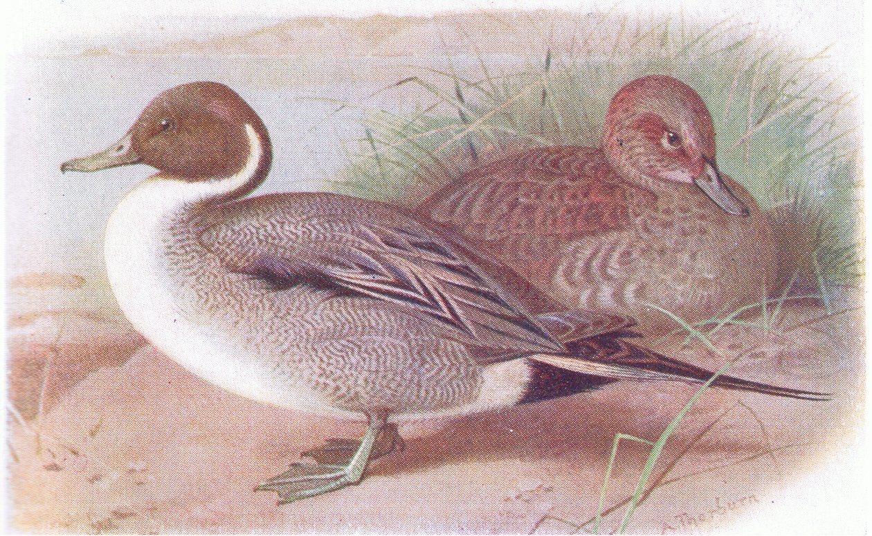 Pintail av Archibald Thorburn
