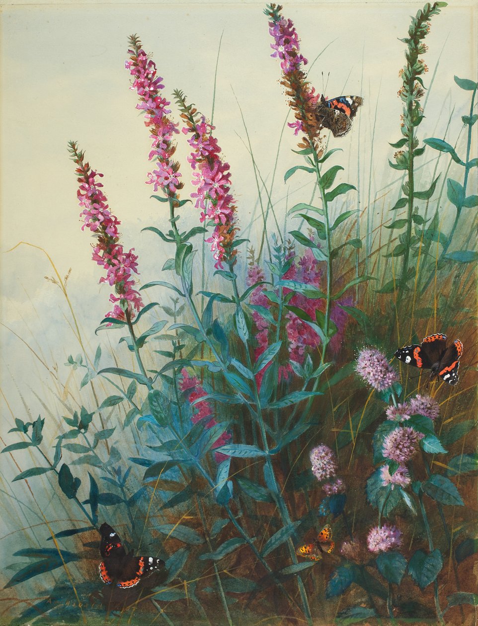 Purple Loosestrife and Watermint, ca.1910-20 av Archibald Thorburn