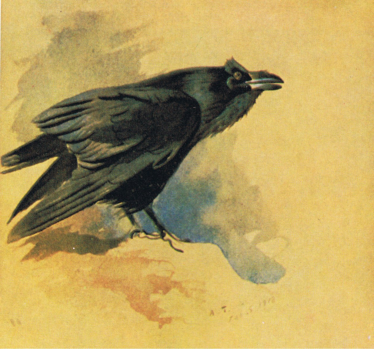 Raven, pub. av Book Club Associates, 1972 av Archibald Thorburn