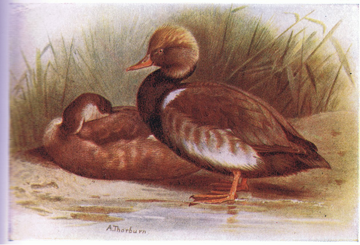 Red Crested Pochard av Archibald Thorburn