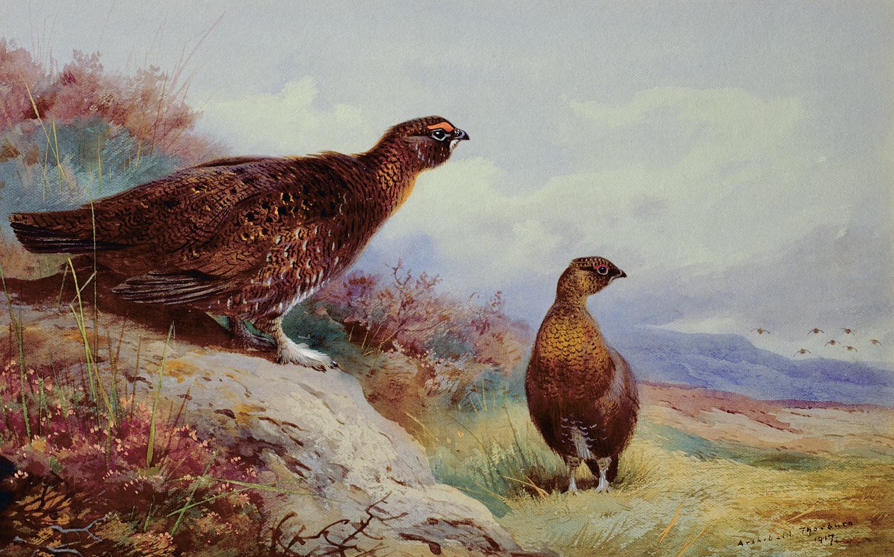 Red Grouse on the Moor, 1917 av Archibald Thorburn