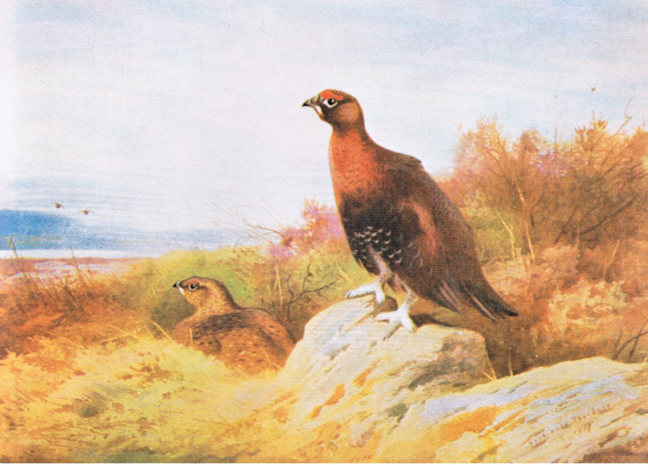 Red Grouse, pub. av Book Club Associates, 1972 av Archibald Thorburn