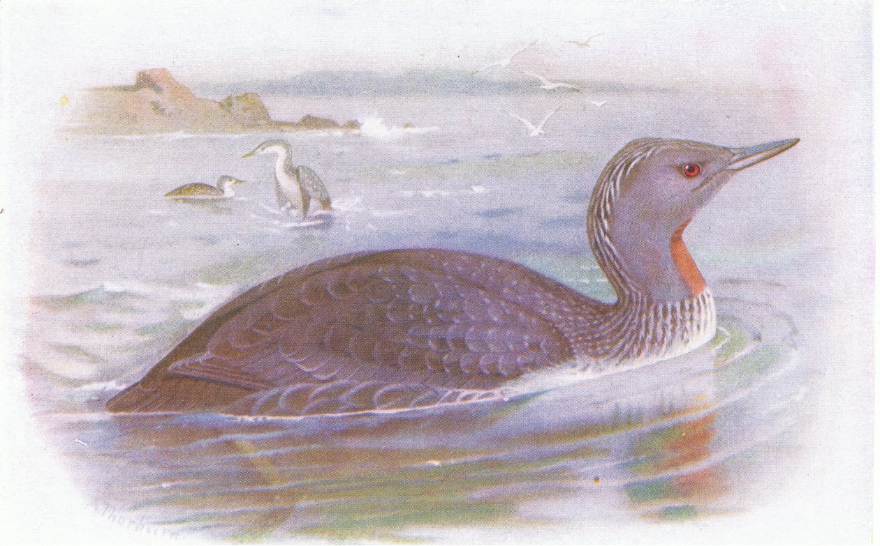 Rød halsdykker av Archibald Thorburn