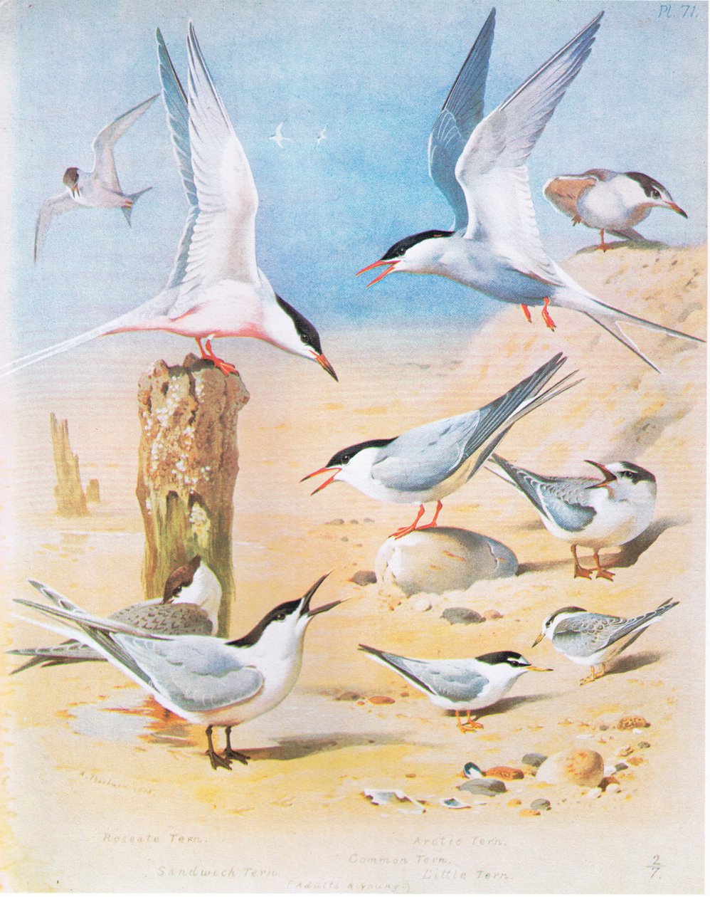 Rosetern, Sandwich Tern, Arctic Tern, Common Tern, Little Tern, pub. av Book Club Associates, 1972 av Archibald Thorburn