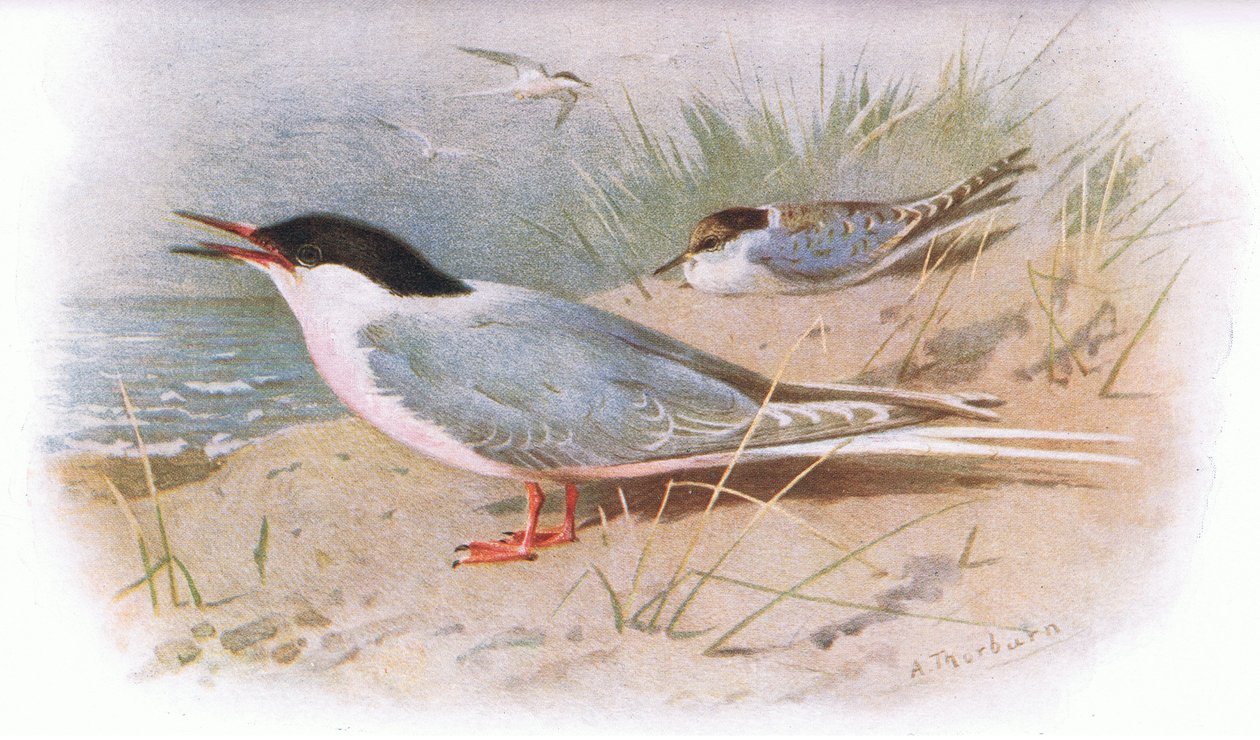 Roseate Tern, fra British Birds utgitt av Longmans, 1932 av Archibald Thorburn