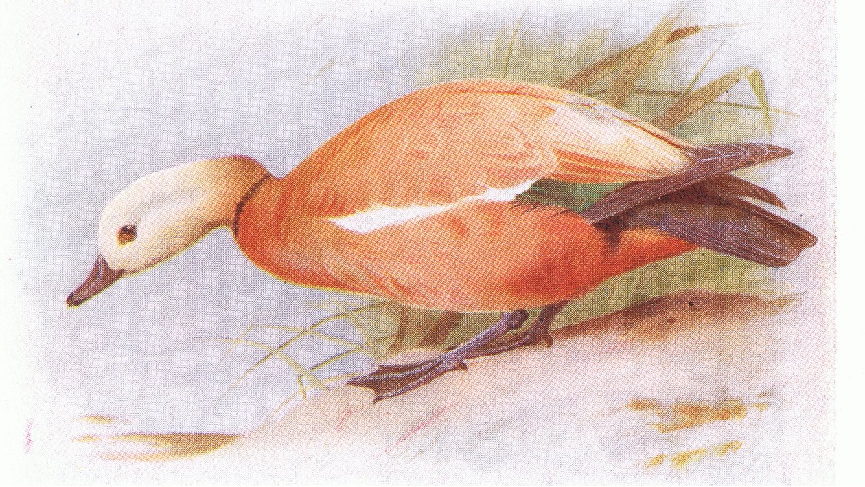 Ruddy Shelduck av Archibald Thorburn