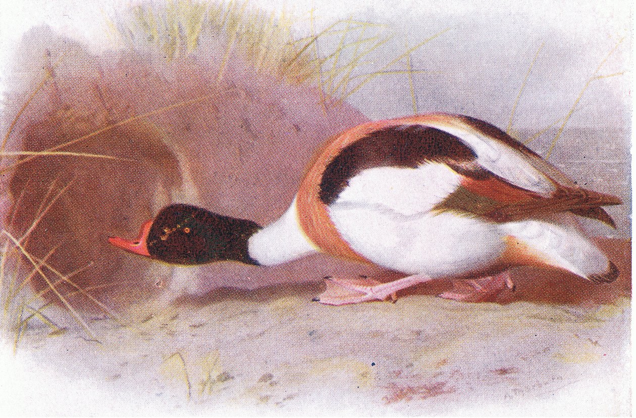 Skjoldand av Archibald Thorburn