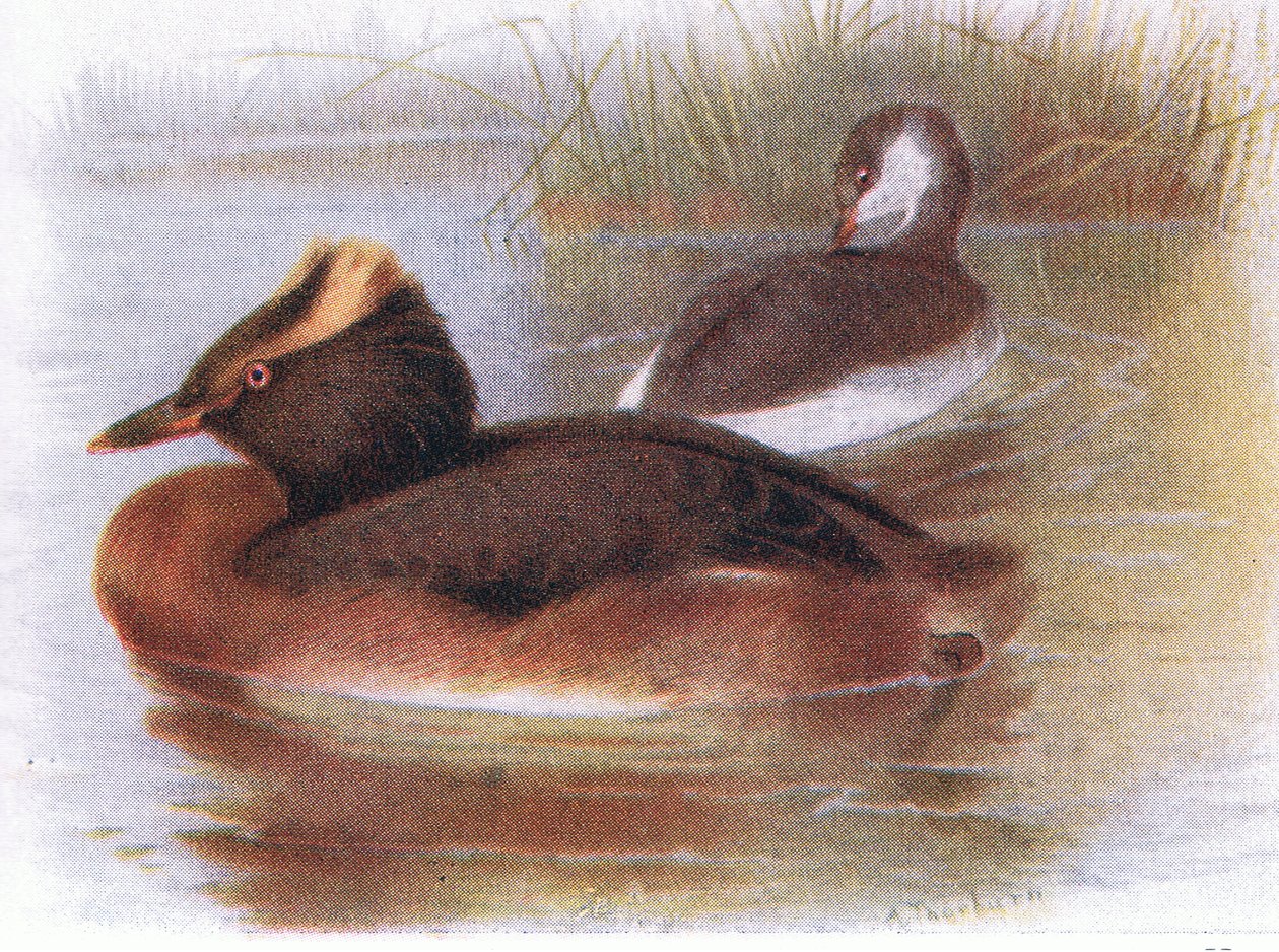 Slavion Grebe av Archibald Thorburn