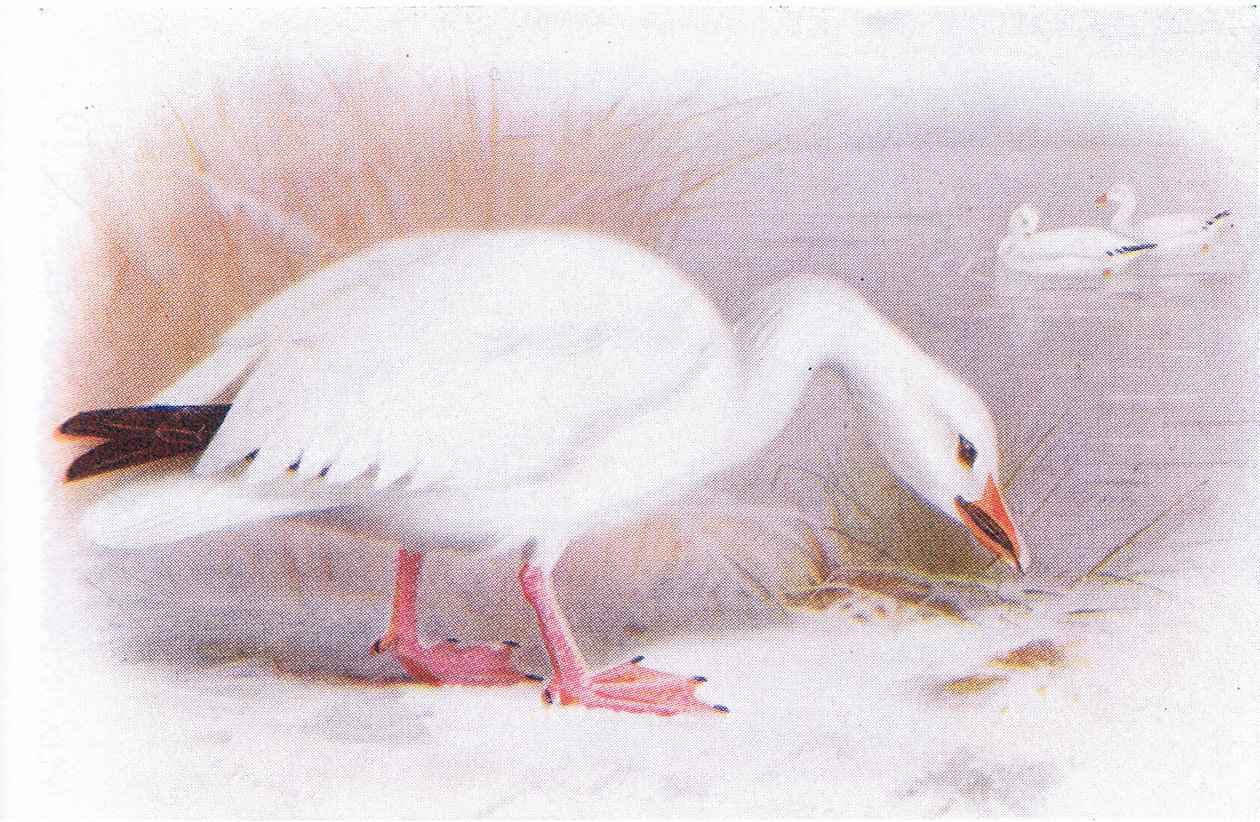 Snøgås av Archibald Thorburn