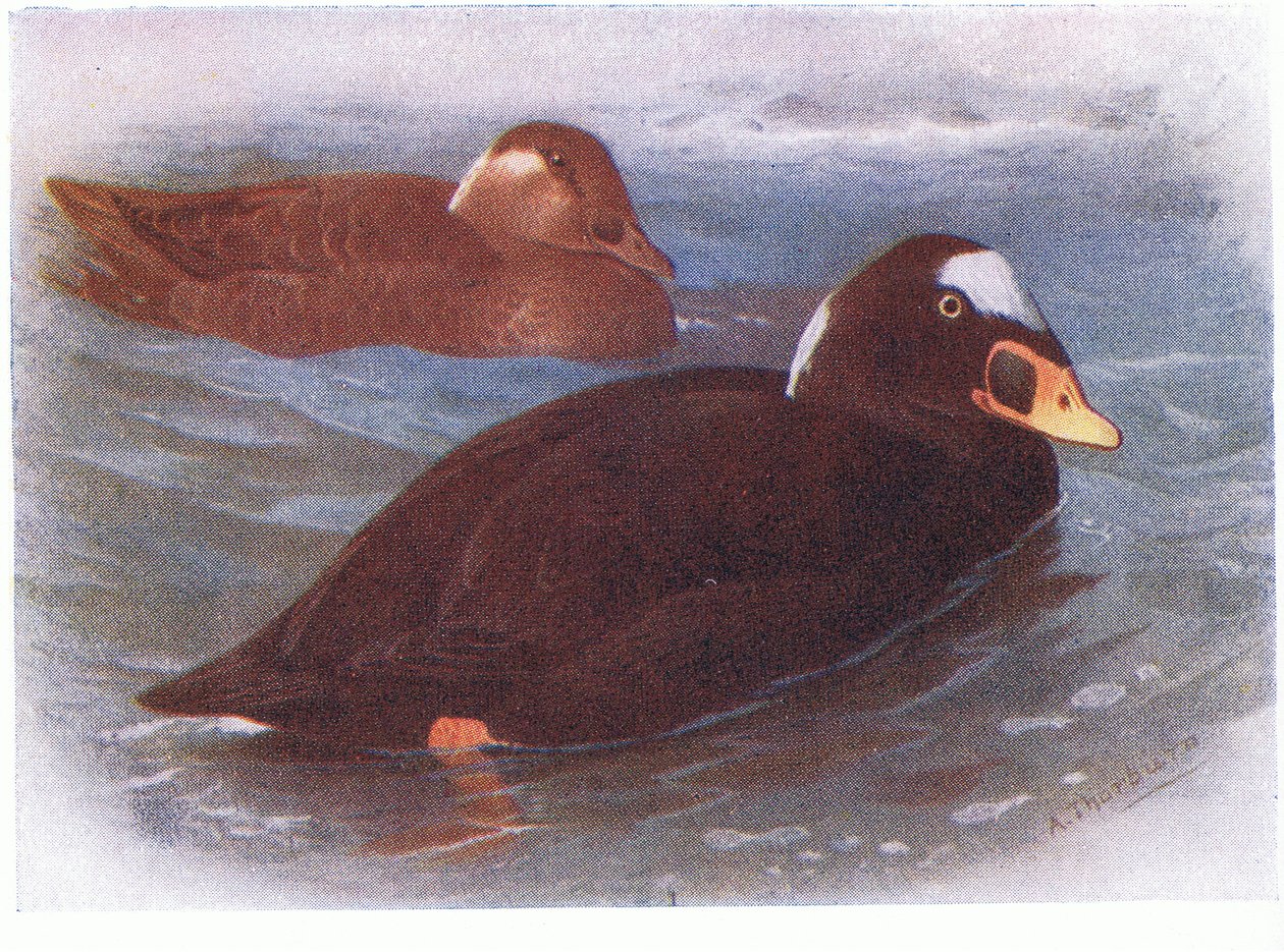 Surf Scoter av Archibald Thorburn