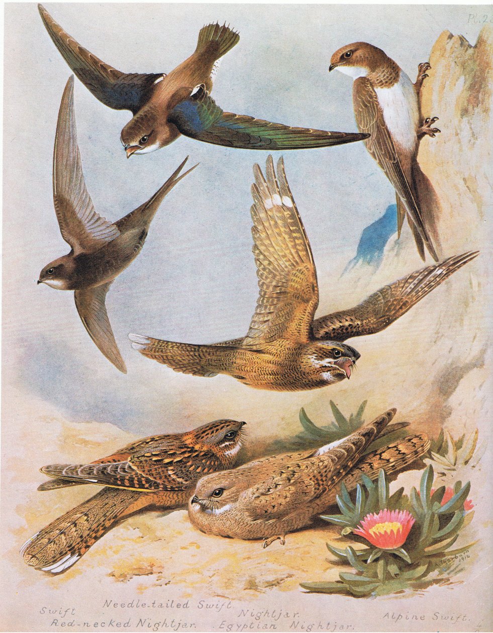 Swift, Needle tail Swift, rødhalset Nattsvine, Nattsvine, Egyptisk Nattsvine, Alpine Swift, pub. av Book Club Associates, 1972 av Archibald Thorburn