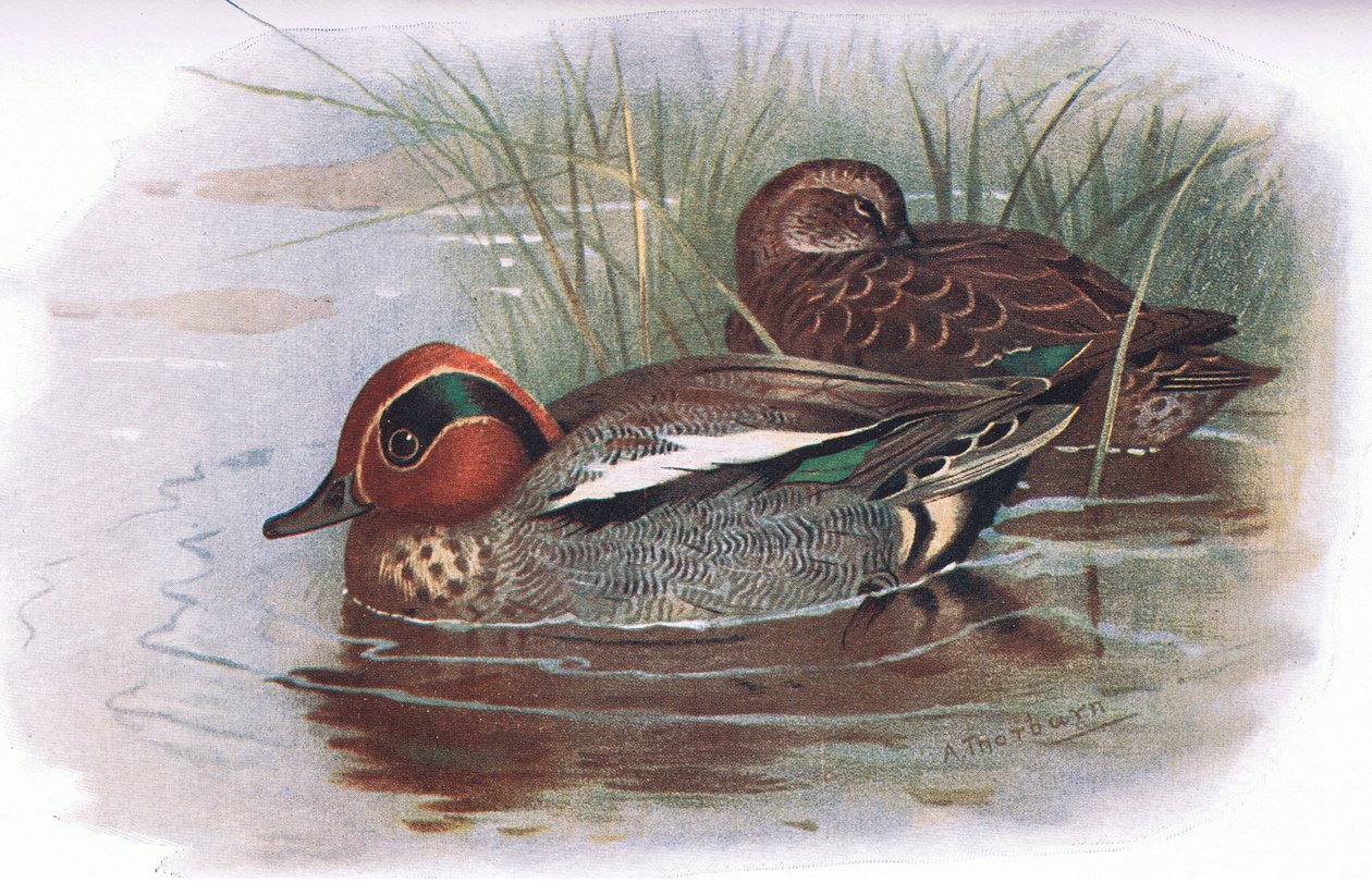Teal, fra British Birds utgitt av Longmans, 1932 av Archibald Thorburn
