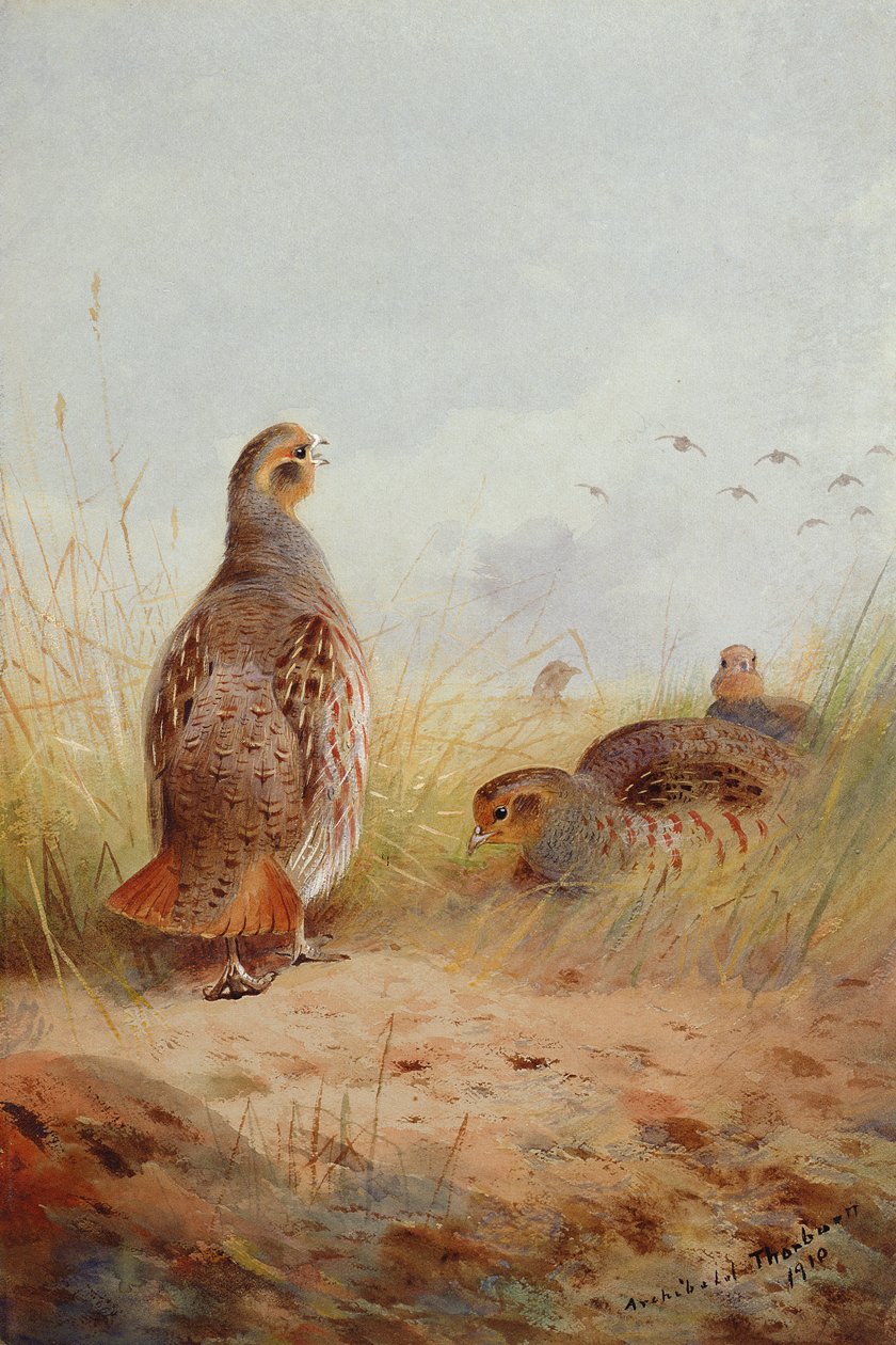 Three English Partidges, 1910 (wc und gouache på papir) av Archibald Thorburn