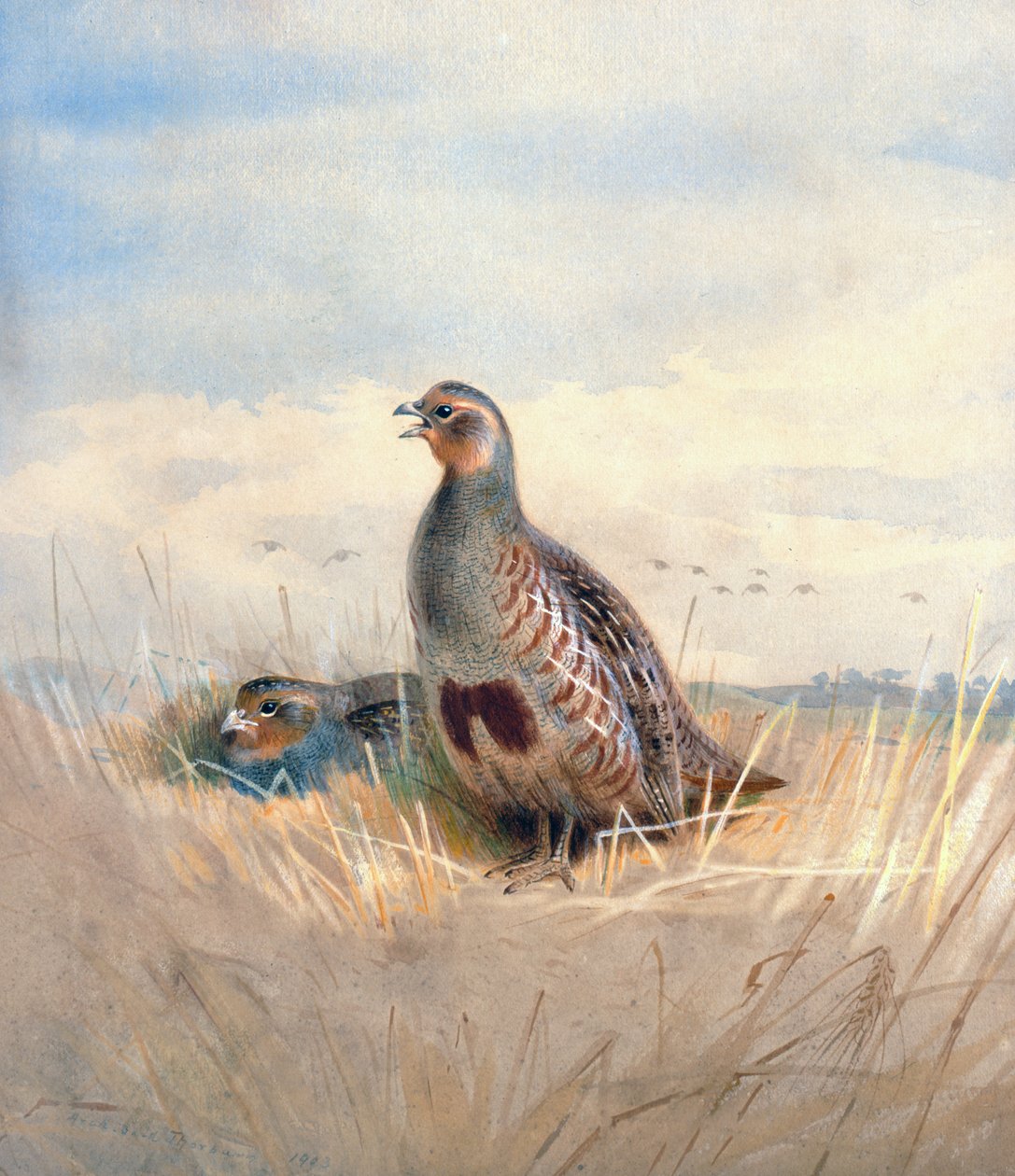 To engelske rapphøns, 1903 (wc und gouache på papir) av Archibald Thorburn