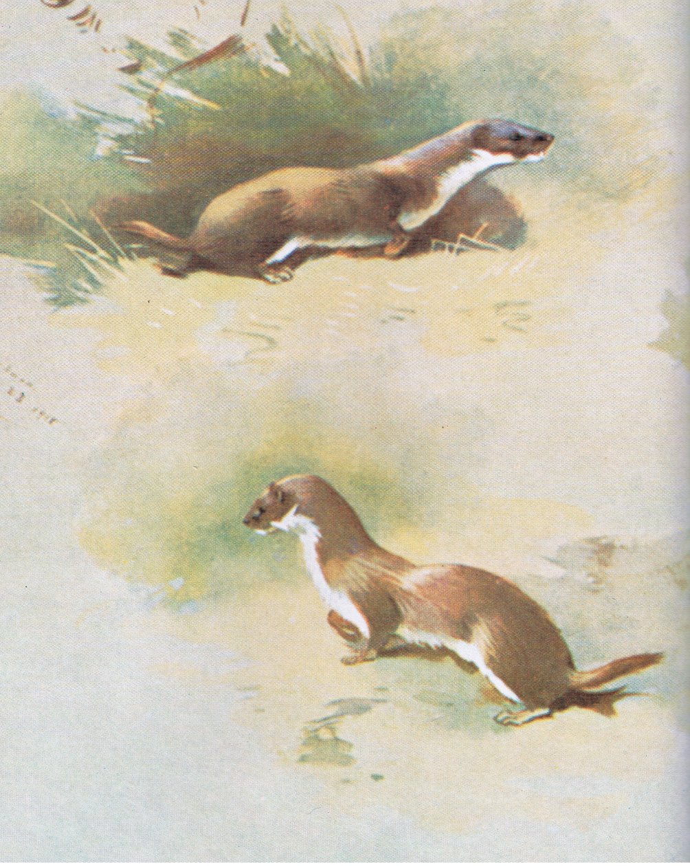 Weasel, pub. av Book Club Associates, 1972 av Archibald Thorburn