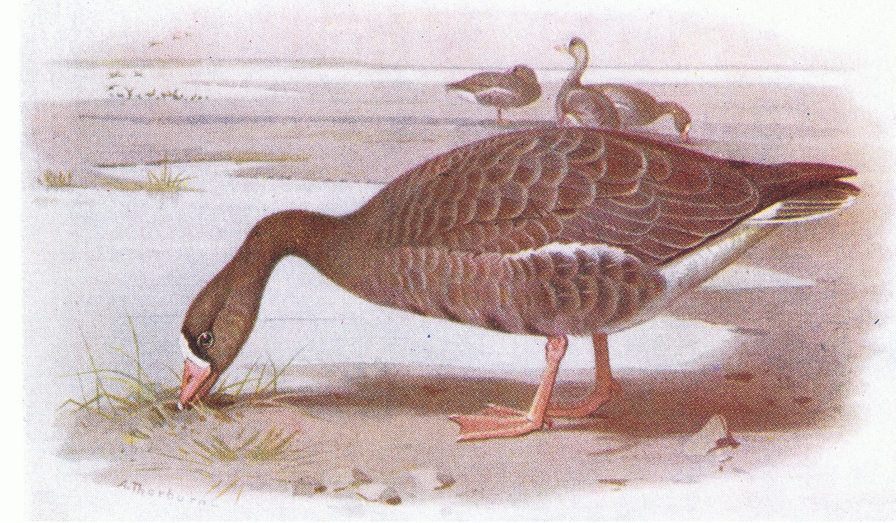 Hvit frontgås av Archibald Thorburn
