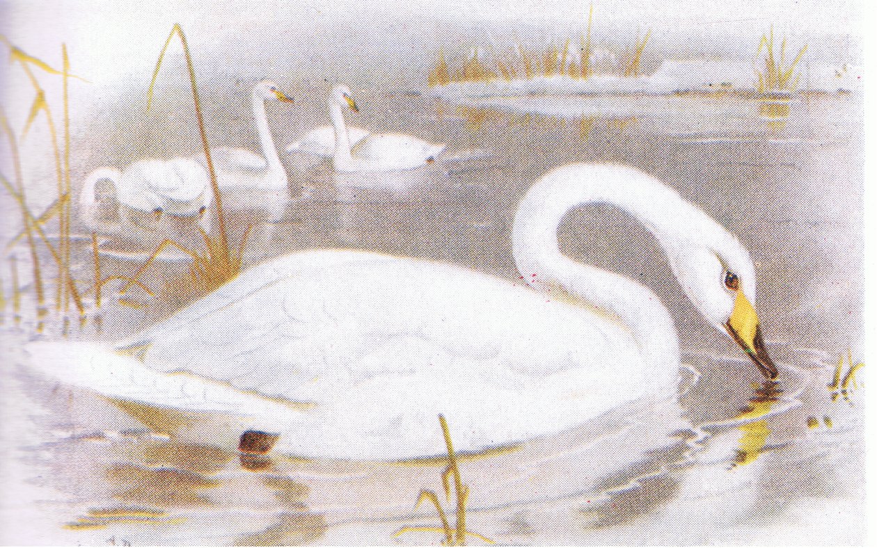 Sangsvane av Archibald Thorburn