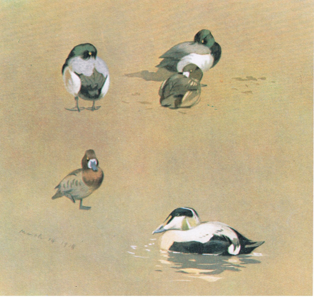 Wigeon, Scaup and Eider Duck, pub. av Book Club Associates, 1972 av Archibald Thorburn