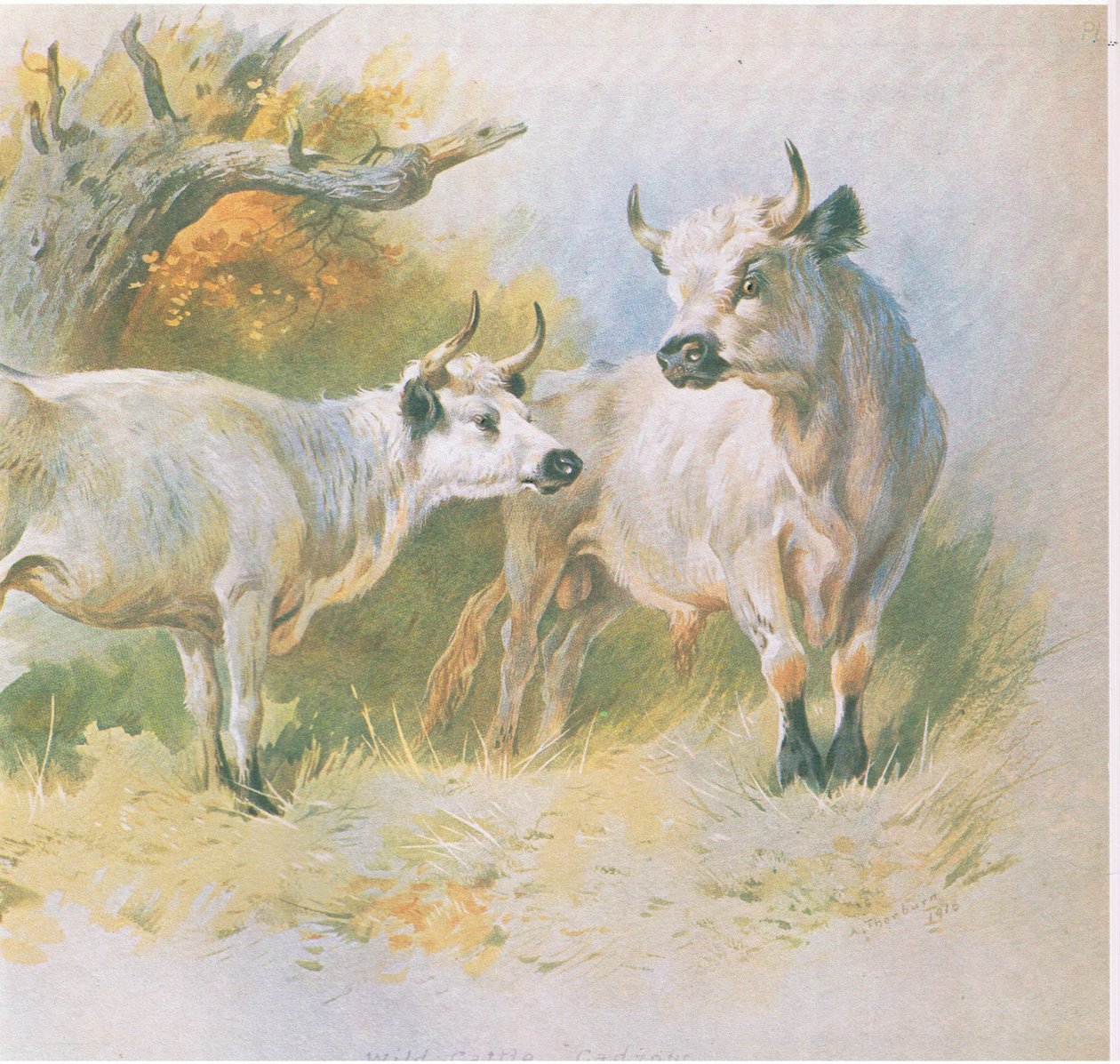 Wild Cattle, pub. av Book Club Associates, 1972 av Archibald Thorburn
