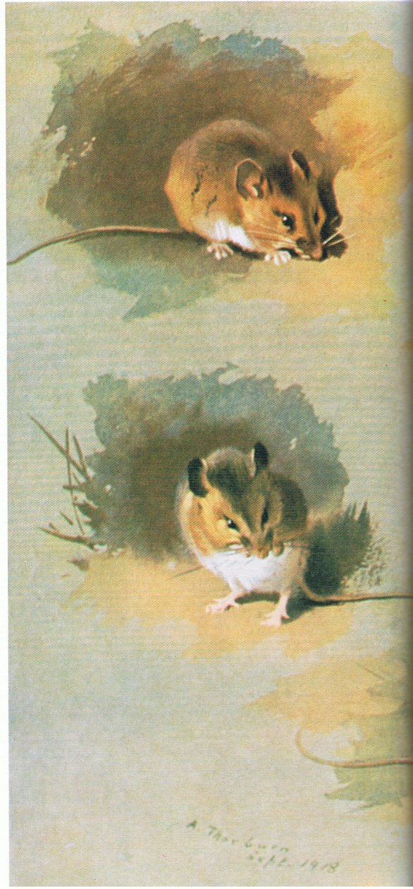 Woodmouse, pub. av Book Club Associates, 1972 av Archibald Thorburn