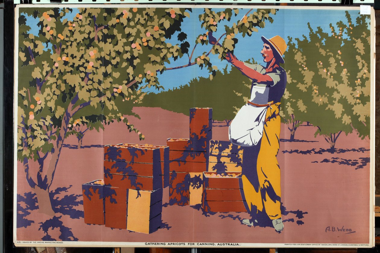 Innsamling av aprikoser for hermetisering - Australia (litho farge) av Archibald Bertram Webb