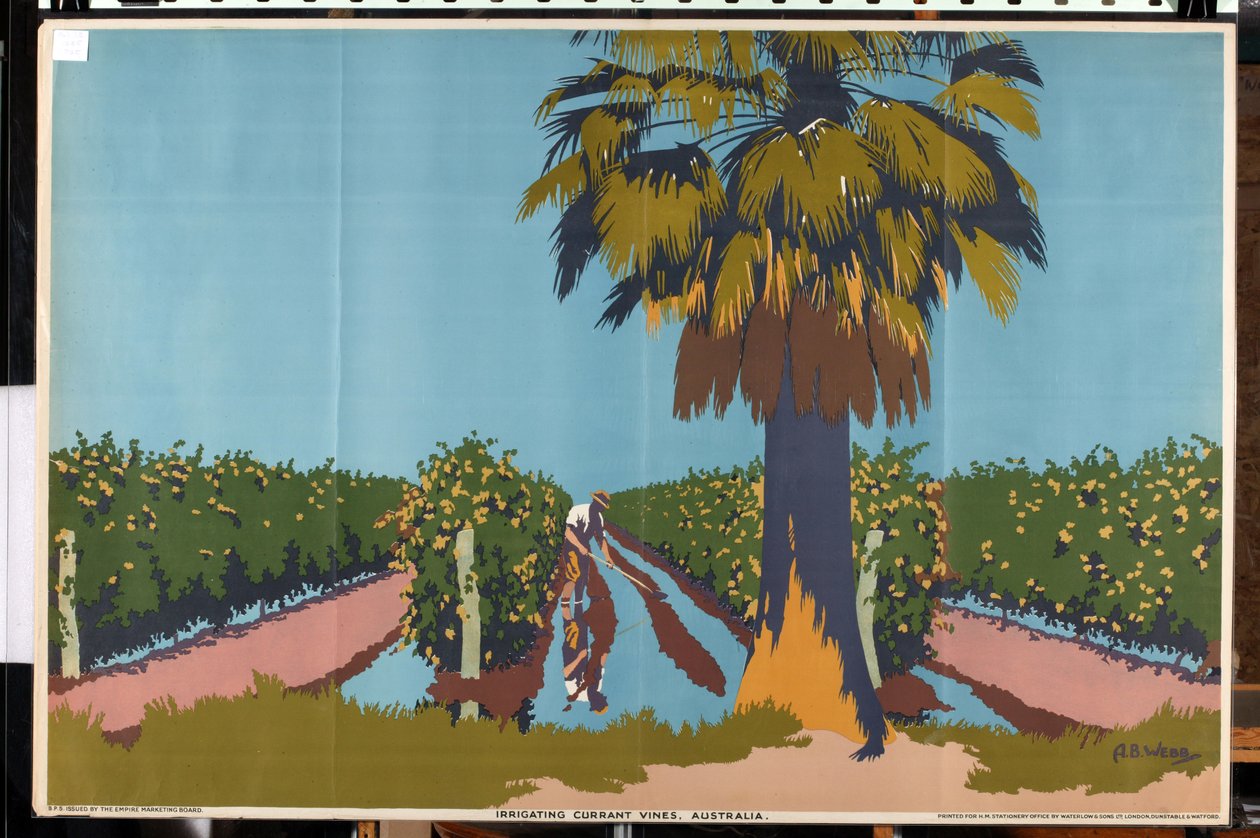 Irrigating Currant Vines - Australia (farge litho) av Archibald Bertram Webb