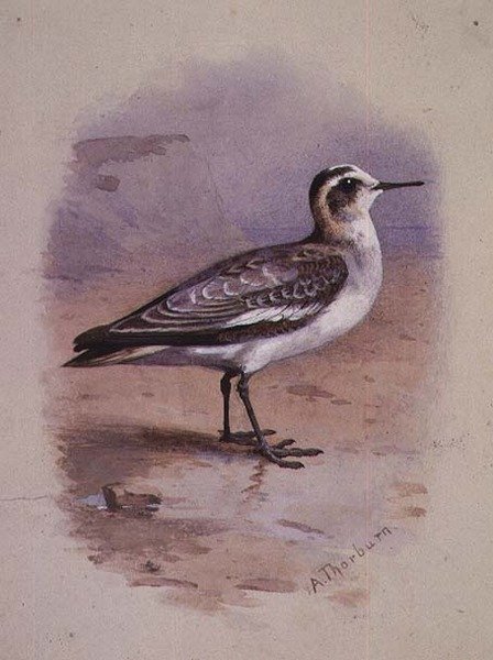 A Grey Phalarope (akvarell) av Archibald Thorburn