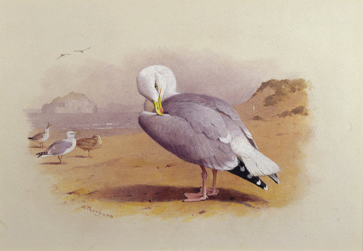 En fiskemåke på en strand med Bass Rock Beyond (akvarell) av Archibald Thorburn