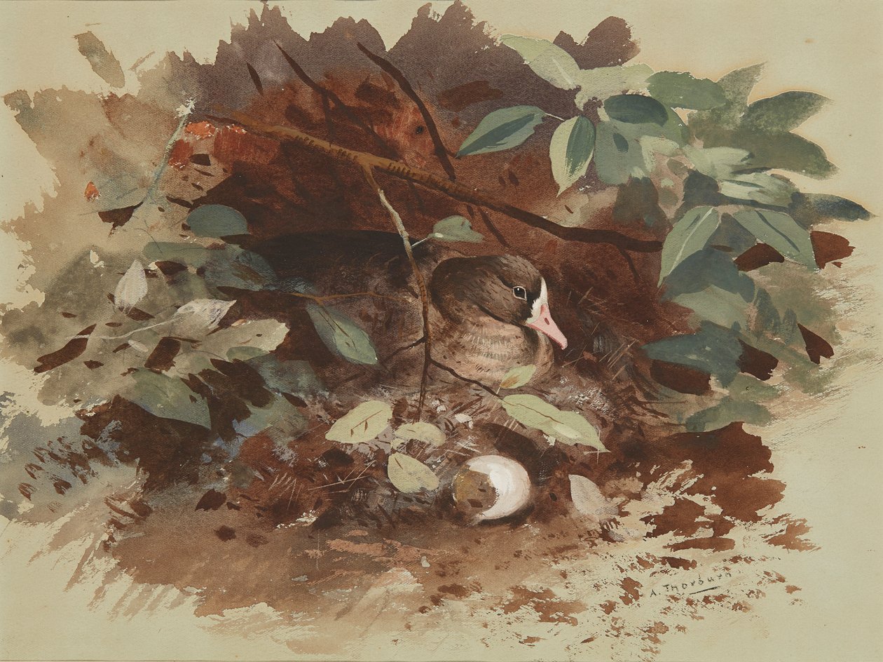 En hekkende gås (akvarell på blått papir) av Archibald Thorburn