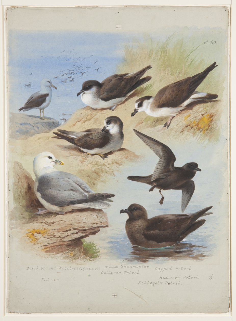 Albatross, petels, shearwater, fulmar, ca. 1915 (akvarell og kroppsfarge over blyant på papir) av Archibald Thorburn