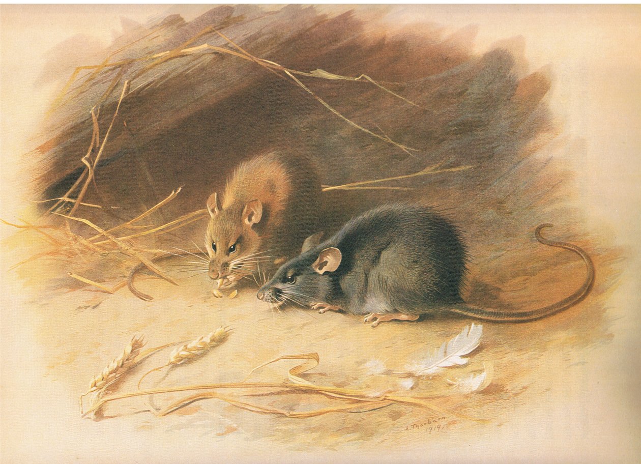 Alexandrine Rat and Black Rat, fra Thorburns Mammals utgitt av Longmans and Co, ca. 1920 av Archibald Thorburn