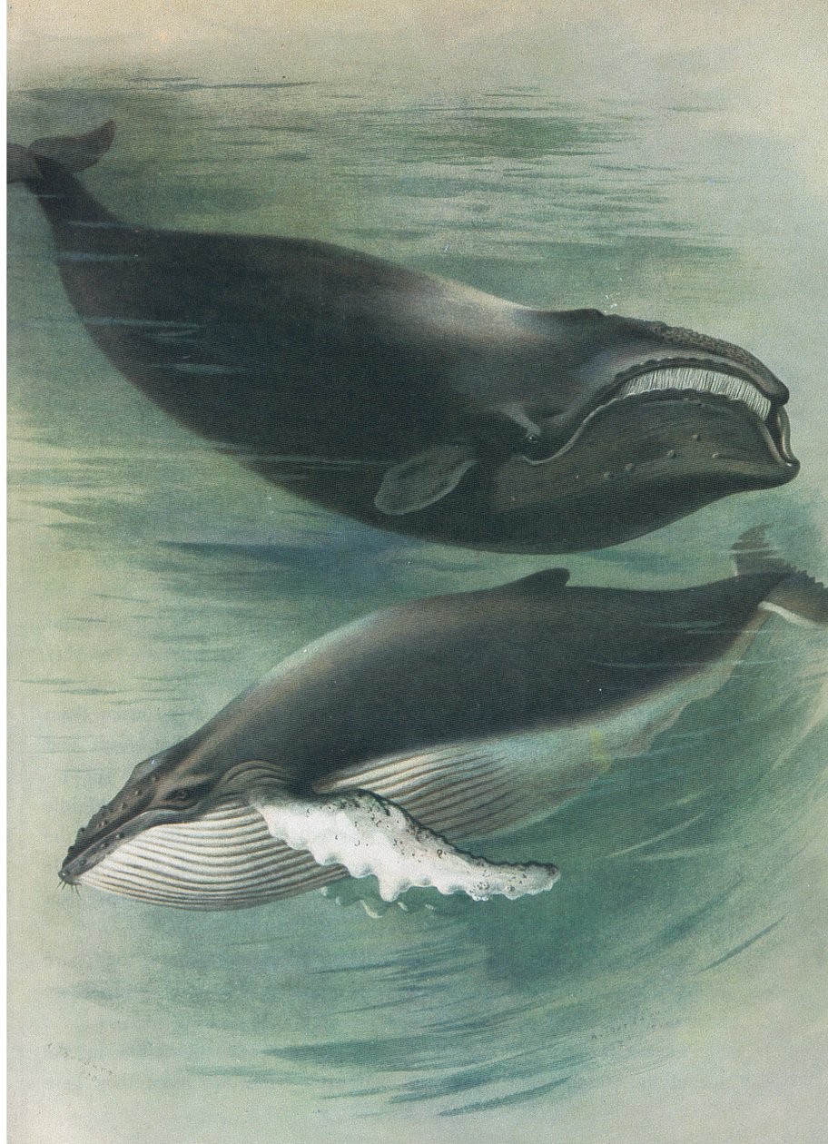 Atlantic White Whale and Humped Back Whale, fra Thorburns Pattedyr utgitt av Longmans og Co, ca. 1920 av Archibald Thorburn