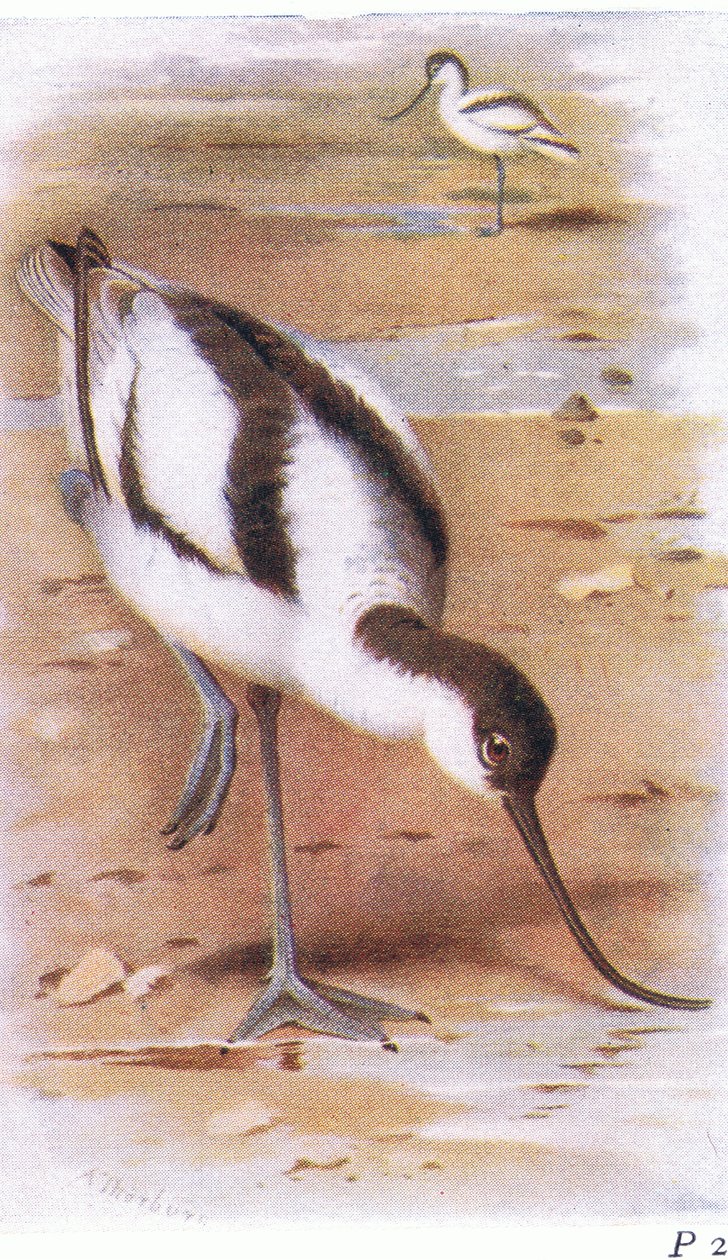 Avocet, fra Birds of the British Isles and Their Eggs utgitt av Frederick Warne & Co Ltd, 1958 av Archibald Thorburn