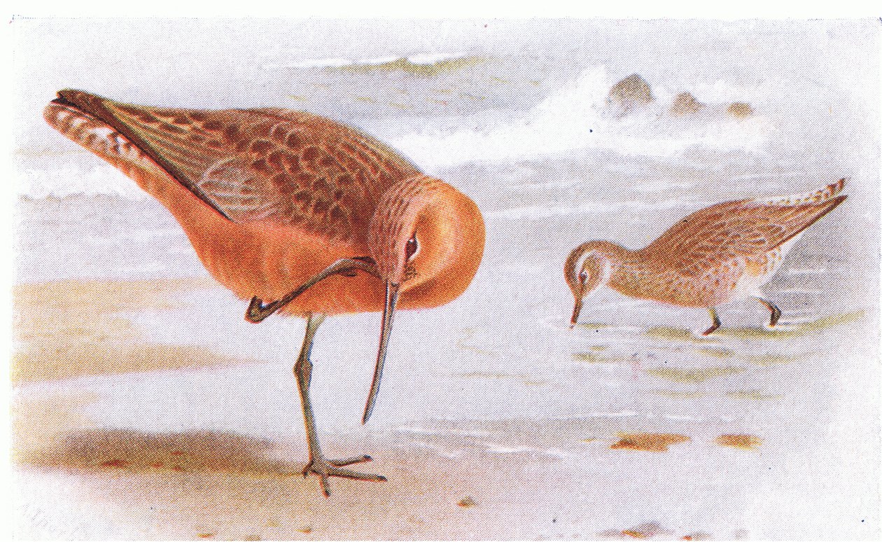 Bar Tailed Godwit, fra Birds of the British Isles and Their Eggs utgitt av Frederick Warne & Co Ltd, 1958 av Archibald Thorburn