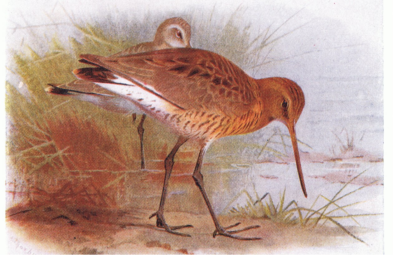 Black Tailed Godwit, fra Birds of the British Isles and Their Eggs utgitt av Frederick Warne & Co Ltd, 1958 av Archibald Thorburn